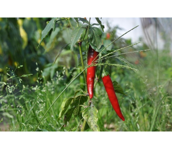 Piments Cayenne (frais)