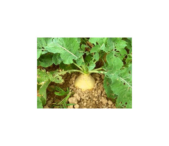 Bodenkohlrabi, Knutsche, Steckr