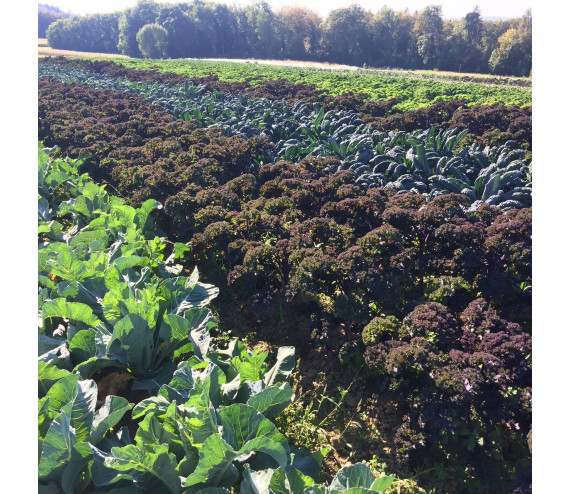 Federkohl Nero di Toscana