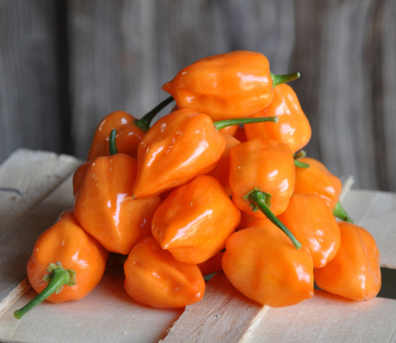 Pfefferschoten Habanero