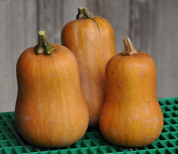 Courge Honeynut (pièce)